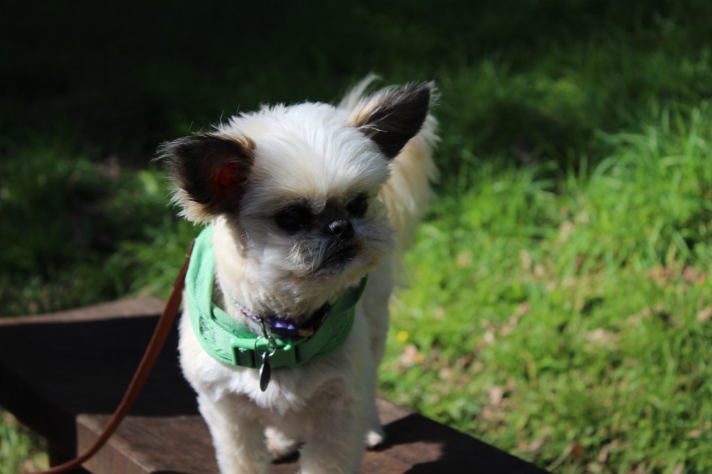 A walk at Tyntesfield